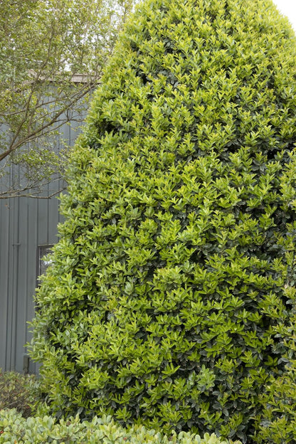 Live Plant - Oak Leaf Red Holly Shrub/Tree - Live Plant - 6-12" Tall, 3" Pot - Ilex x 'Conaf'