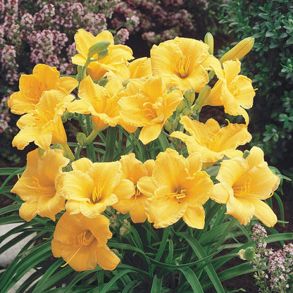 Direct Gardening Stella De Oro Reblooming Daylily Dormant Bare Root Yellow Flowering Starter Plant
