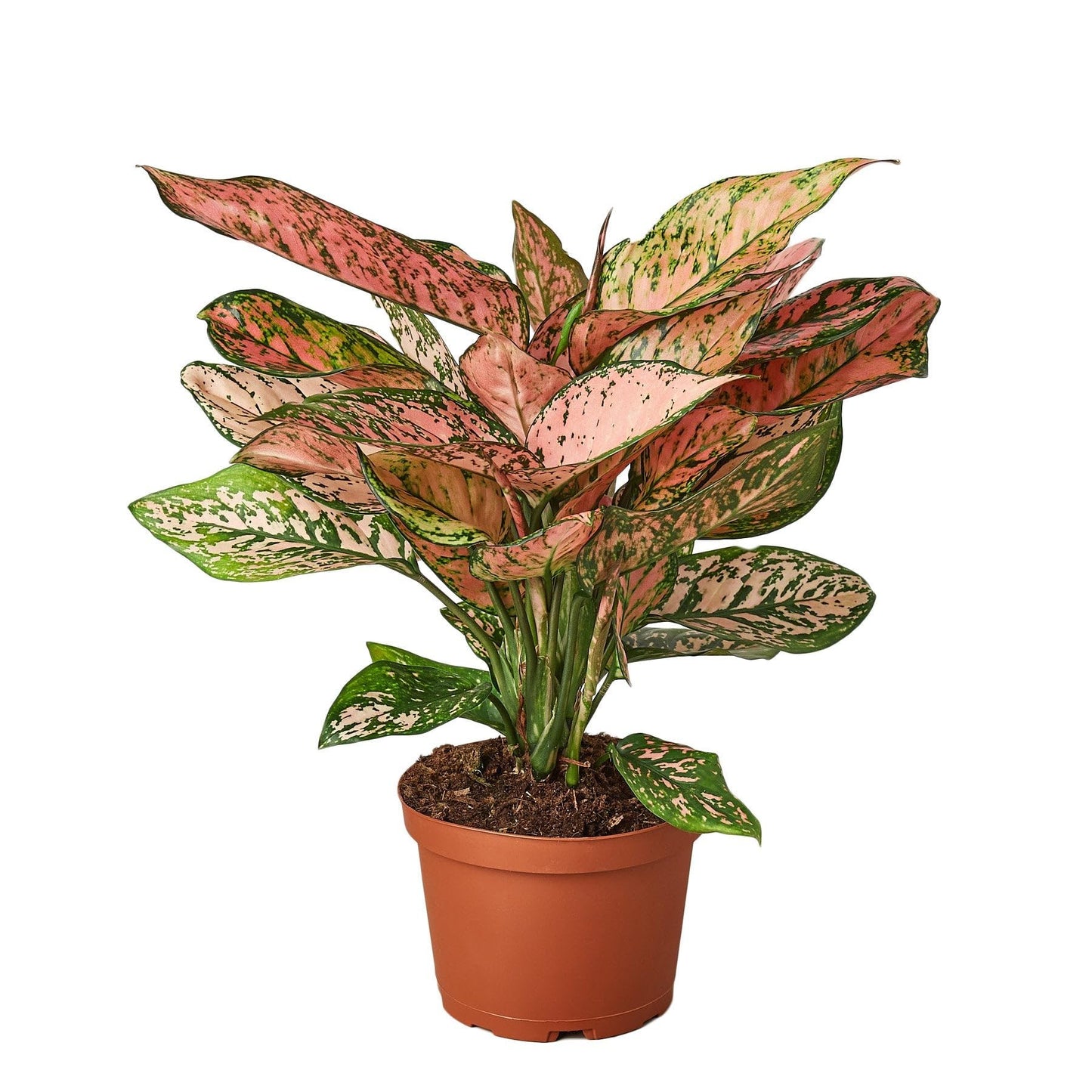 3 Pack Chinese Evergreen 'Lady Valentine' in 2in Pot - Live Plants Tropical Houseplants | Variegated | USA Growers | The Snobby Leaf