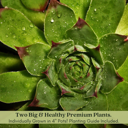 Clovers Garden Hens and Chicks Plants - Two (2) Live Plants – Non-GMO - Not Seeds - Each 4" to 8" Tall – in 4" Inch Pots - Perennial, Kid Friendly Gardening, Heat, Drought Tolerant