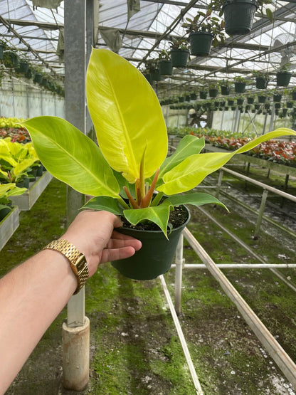 Philodendron 'Moonlight' | Live Plant for Indoor & Outdoor | for Living Room, Office, Bathroom | (6" Pot)