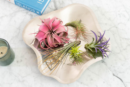 Colorful Mini Tillandsia Xerographica Air Plants in Custom Vibrant Tones - (Hawaiian Sunset, Pack of 3)