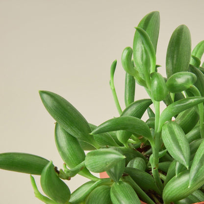 Succulent 'String of Bananas' | Live Plant for Indoor & Outdoor | for Living Room, Office, Bathroom | (4" Pot)