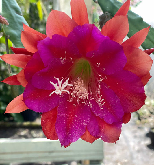 Epiphyllum 'Appeal' Fully-Rooted Starter Pot - Orchid Cactus Epiphytes - Indoor and Outdoor Plant - No Shipping to California or Arizona