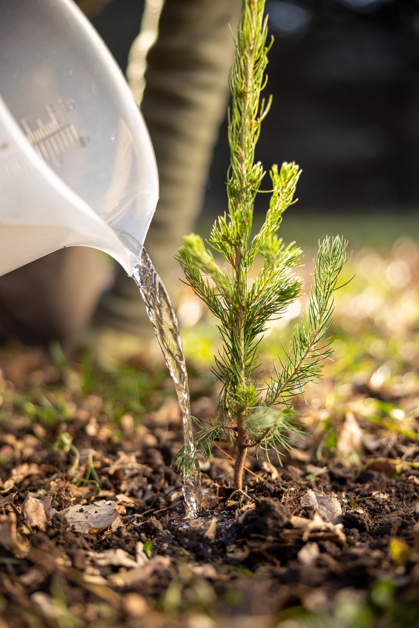 Norway Spruce Jumbo Tree Seedling Plug | 12"-18" | Arbor Day Foundation (5-Pack)