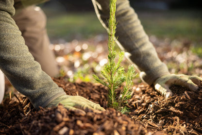 White Spruce Live Tree Seedling Plugs | 6"-12" | Arbor Day Foundation (3-Pack)