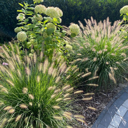 Live Plant - Hameln Dwarf Fountain Grass - Live Plant - (2.5 Qt)