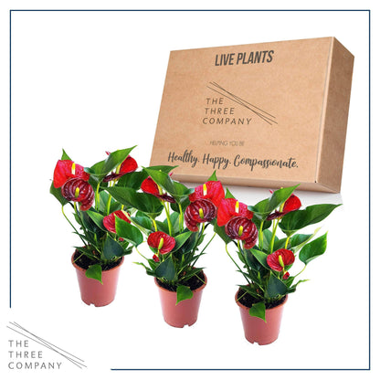 4.5'' Anthurium - 3 Per Pack