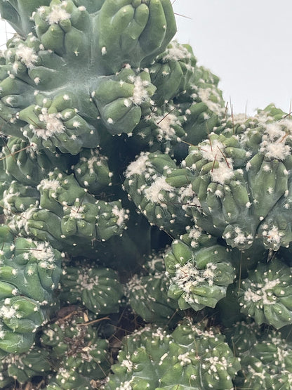 BubbleBlooms Crested Cereus Cactus in a 6 inch Pot Peruvian Apple Cactus, Repandus, uruguayanus, Hedge Cacti