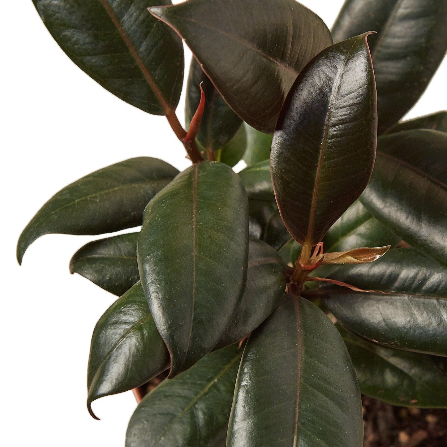 3 Pack Ficus Elastica 'Burgundy' in 6in Pot - Live Plants Tropical Houseplants | Variegated | USA Growers | The Snobby Leaf