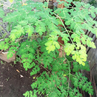 4 Live Moringa Trees Plants, Cold Hardy for Outdoor Garden, Zones 4-9, Well-Rooted Plant in Pot, Moringa Oleifera Malunggay Horseradish Trees
