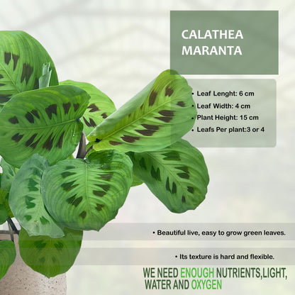 LEAL PLANTS ECUADOR Calathea Maranta (Pack of 2) Fascinating Leaf Movement, Easy Care Tropical Houseplant, Air-Purifying, Ideal for Home & Office Decor, Unique Living Plant Gift