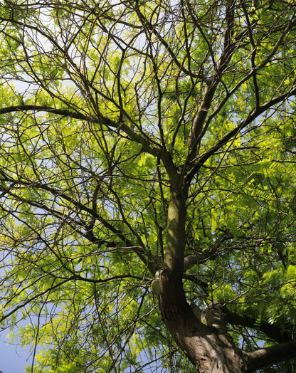 Live Plant - Thornless Honey Locust Tree - 18-24" Tall Live Plant - Bare Root - Outdoor
