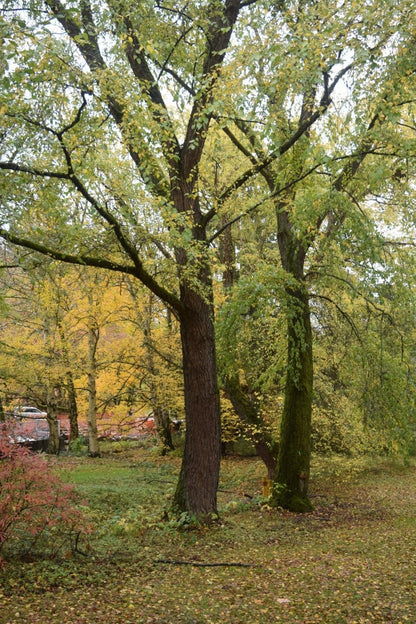 Live Plant - 3 River Birch Trees - 18-30" Tall - Live Plants - Bareroot - Betula nigra