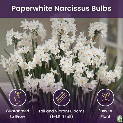 5 Fresh Ziva Paperwhite Narcissus Bulbs - TOP Size