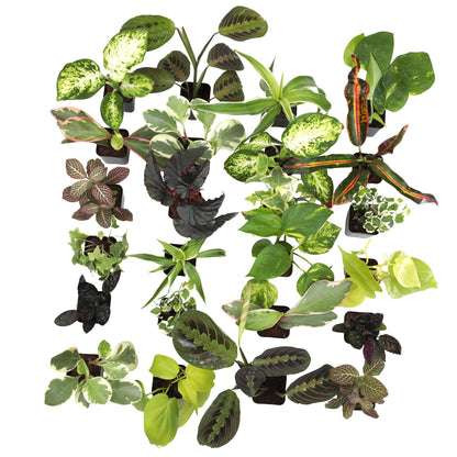 Easy to Grow Houseplants (24 Pack) Live House Plants in Plant Containers, Growers Choice Plant Set in Planters with Potting Soil Mix, Home Décor Planting Kit or Outdoor Garden Gifts by Plants for Pets