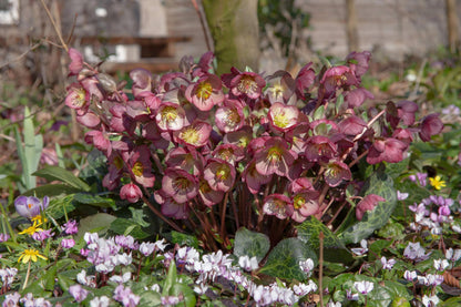 Perennial Farm Marketplace Helleborus x Frostkiss® Elemental® (Lenten Rose) Live Perennial, Size-#1 Container, Pink Late Winter to Spring Flowers with Marbled Evergreen Foliage, Deer Resistant