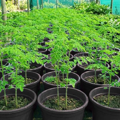 1 Moringa Tree Live Plant, 6-8 Inc Moringa Plants Live, Drumstick Horseradish Tree, Herb Malunggay Plants for Planting, No Pot
