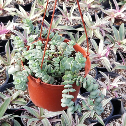 String of Buttons Plant in Hanging Pot Fully Rooted in 6 inch Planter Pots with Soil - Reali Succulent Lve Potted Succulents / Unique Indoor Cactus Decor Crassula Baby's Necklace - Hanging Pot