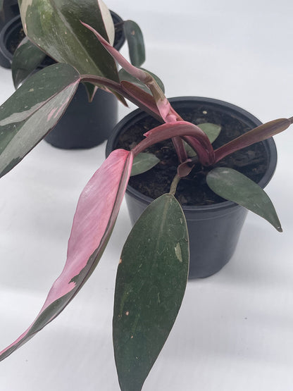 BubbleBlooms Philodendron Pink Princess in a 4 inch Pot Extremely Rare House Plant