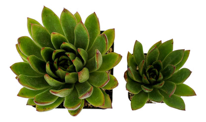 Echeveria Agavoides - Striking Lipstick Succulent with Red Edges - Drought-Tolerant and Low Maintenance Indoor/Outdoor Plant