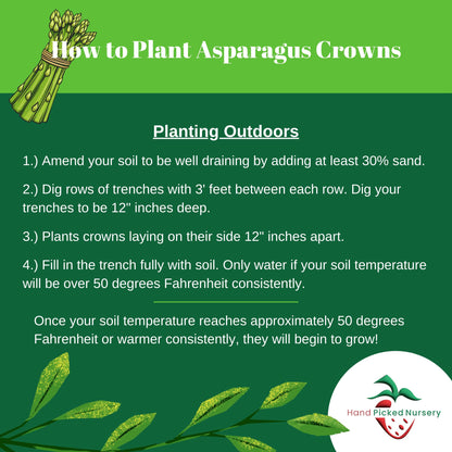 Jersey Knight Asparagus Roots - Hardy and High Yielding, 2yr Bare Root Asparagus Crowns from Hand Picked Nursery (25)