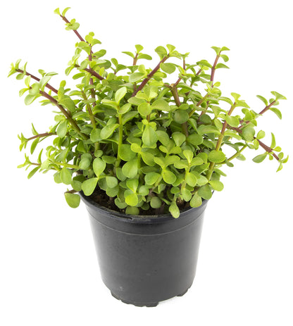 Succulents Plants Live Indoor Plants, Portulacaria Afra Live Houseplants, Live Succulents Live Plants Indoor Succulent Plants, Indoor Plant Real Succulents Plants House Plants by Plants for Pets