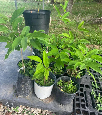 Red Sugar Apple(Annona Squamosa) Red Anon Tropical Live Fruit Tree(10in to 24in) Plant