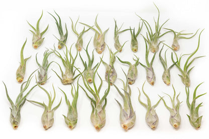 Tillandsia Caput Medusae Air Plants - Live Succulent House Plants - Available in Wholesale and Bulk - Home and Garden Decor - Easy Care Indoor/Outdoor Air Plant (Pack of 50)