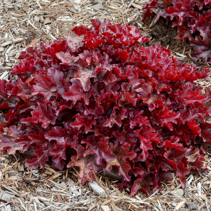 Live Plant Green Promise Farms - Proven Winners, Heuchera Dolce 'Cherry Truffles' Coral Bells, deep red Flowers - #1 Size Container - Does NOT Ship to AZ, CA, HI, ID, MT, NV, OR, PR, UT & WA!!