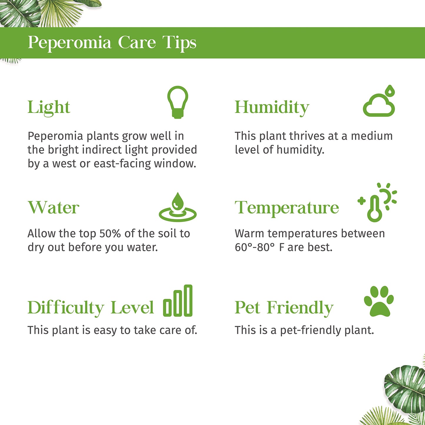 Peperomia Hope Live Plant for Indoor | Different Houseplants in 4'' & 6'' Pot | Real House Plant for Living Room, Office, Desk & Bathroom | Peperomia tetraphylla Hope