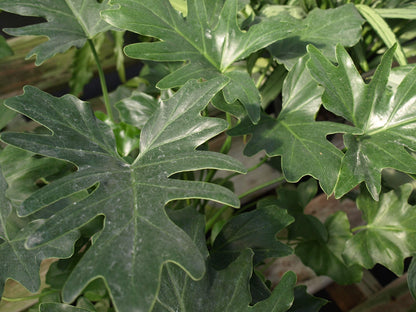 Split Leaf Philodendron - Live Plant in a 3 Gallon Growers Pot - Philodendron Selloum - Slow Growing Evergreen Indoor or Outdoor Houseplant
