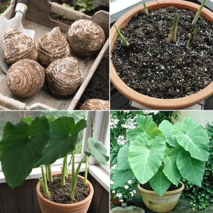 JYGXCT Elephant Ear Bulbs for Garden, Tropical Plant Tubers, Live Outdoor Plants-6 BULBS-H