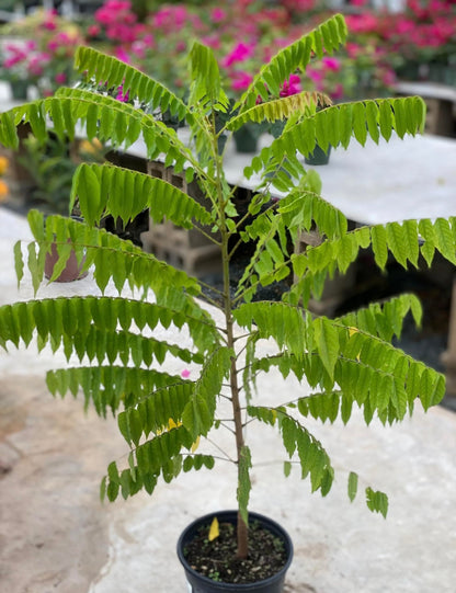 Averrhoa Bilimbi (Cucumber Tree) Bilimbi Tropical Live Fruit Tree(10inch-1ft)