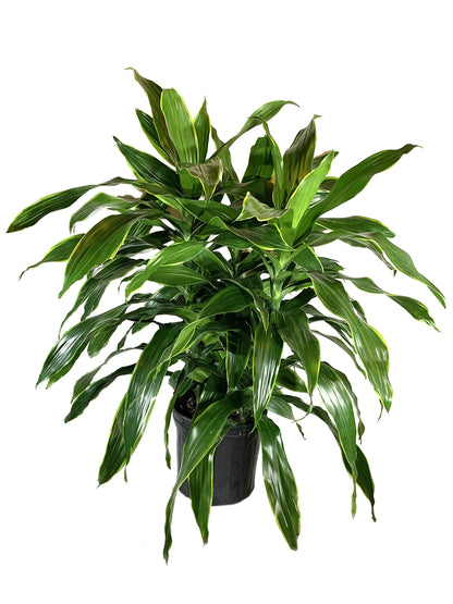 Dracaena Art Carmen - Live Plant in an 10 Inch Growers Pot - Dracaena Deremensis “Art Carmen” - Beautiful Indoor Air Purifying Houseplant