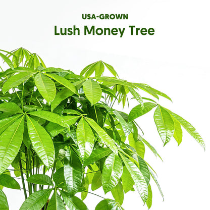 Live Plants Money Tree in 4" Gold-Gray Pot, Easy to Grow Houseplant, Indoor Bonsai, Home Office Decor, Birthday Housewarming Gift