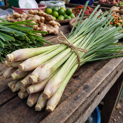 8 Lemongrass Plants Live 4-8 Inch Tall, Large Fragrant Lemon Grass Herbs Stalks for Container, Patio, or Garden, Well Rooted, High Yield