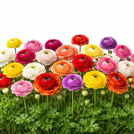 Easy to Grow Ranunculus Tecolote Flower Fields Collection 30 Plant Bulbs - Spring Colorful Assorted Blooms in Sun, Carlsbad Flower Fields, Good for Cutting