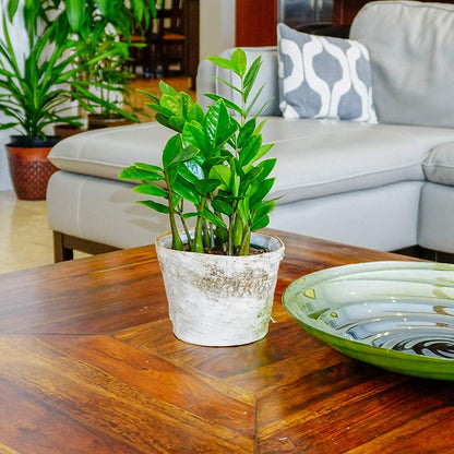 United Nursery ZZ Plant Live 10–14 inches Tall in 6 inch Plant Pot, Easy Care Low Light Indoor House Plant for Home and Office Decor