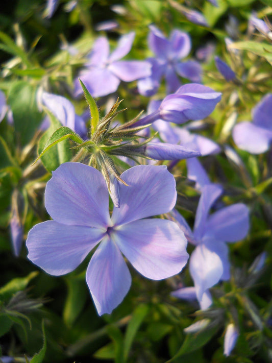 Live Plant Green Promise Farms, American Beauties Native Plants Phlox Divaricata 'Blue Moon' #1 Size Container, Blue Flowers