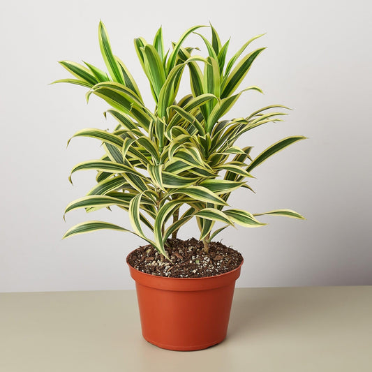 Dracaena 'Song of India' | Live Plant for Indoor & Outdoor | for Living Room, Office, Bathroom | (6" Pot)