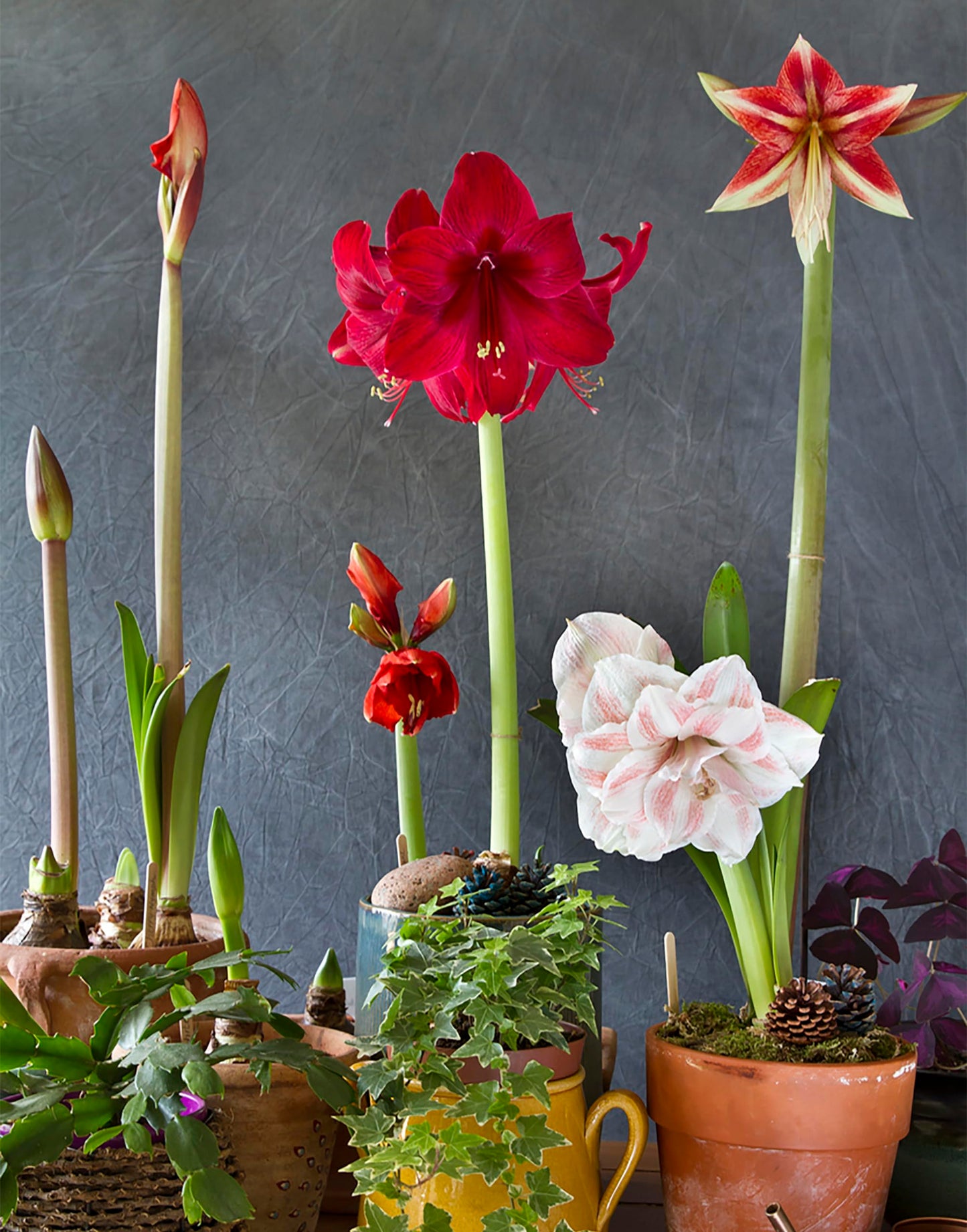 Amaryllis 'China Star' stuns with its Striking red-Orange Petals Edged in White, Creating a Bold and Elegant Contrast. Double Amaryllis Amaryllis 'China Star' 28-39 cm. Bare Root Bulb.