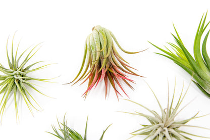 24 Pack Air Plants Assorted Tillandsia Ionantha - Live Succulent House Plants - Available in Wholesale and Bulk - Home and Garden Decor - Easy Care Indoor and Outdoor Plants