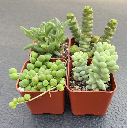Sprout N Green Trailing Succulent Collection, 4 String Succulent Plant Fully Rooted in 2inch Starter Pot, Home Office Indoor Outdoor Wedding Decoration DIY Projects Party Favor