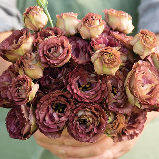 Palm Beach Medicinal Herbs - Rosanne 3 Brown Pelleted Lisianthus (Eustoma grandiflorum) - Packet of 20 Seeds