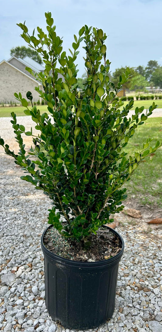 Wintergreen Boxwood, Live Plant, 3 Gallon Container Size, Evergreen Shrub