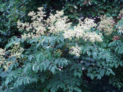 1 Branch/stem 32-34” Long of Aralia spinosa - Devil's Walkingstick.