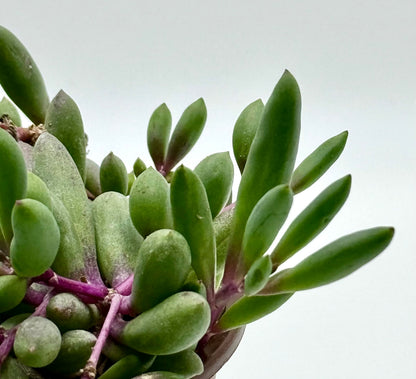 Ruby Necklace Othonna Capensis Live Succulent Plant in 4" inch Pot with Soil Fully Rooted. Hanging Trailing Purple,Easy to Care, Great for Home Office Wedding Decorations DIY Projects Party Favor
