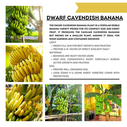 Dwarf Cavendish Banana Tree Live Plant, Well Rooted 4-8" Tall, Cold Hardy Tropical Banana Plant Live Well Rooted, Live Banana Fruit