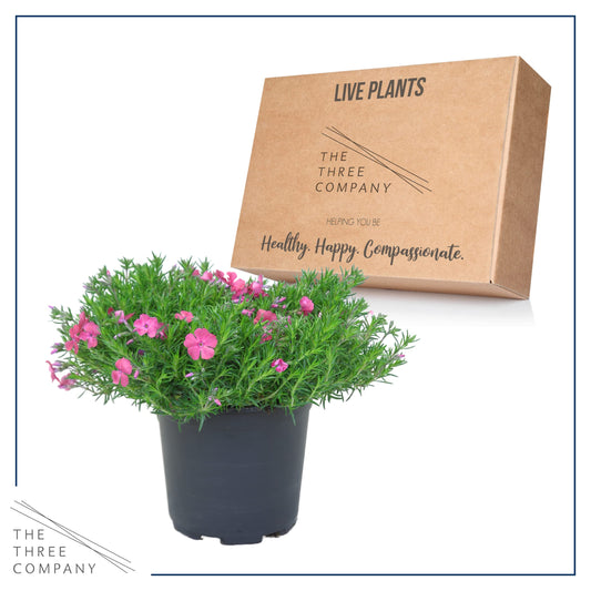 Live Phlox - Pink - Beautiful Creeping/Trailing Perennial - Healthy Spring Plant - 10" Tall by 6" Wide in 2.5 Qt Pot